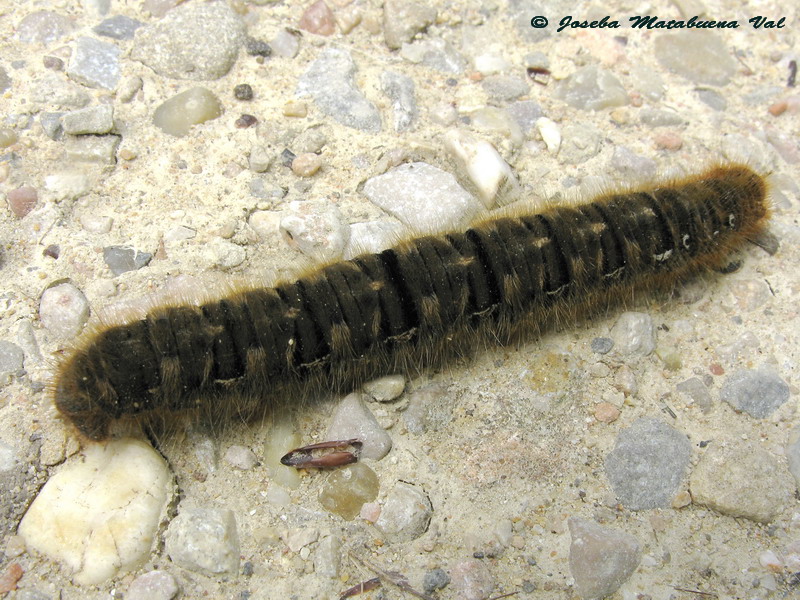 Bruco da Lasiocampa quercus - Lasiocampidae? S